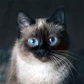 会说话的蓝色暹罗猫